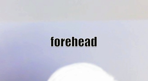 forehead