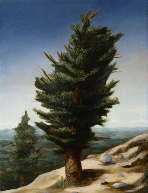 Logpole Pine