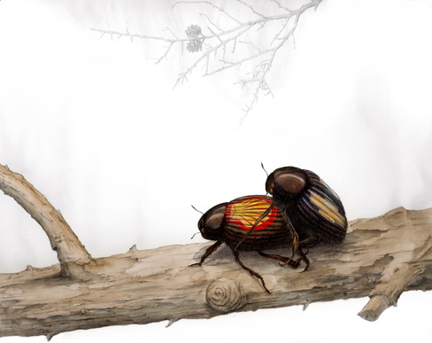 Mating beetles