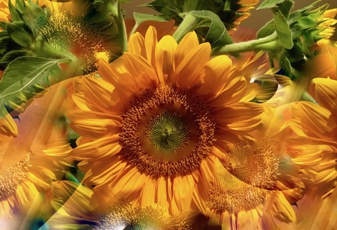 Sunflower 3